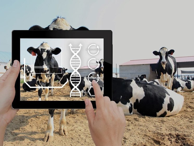 На клинской агроферме за животными ухаживает искусственный интеллект