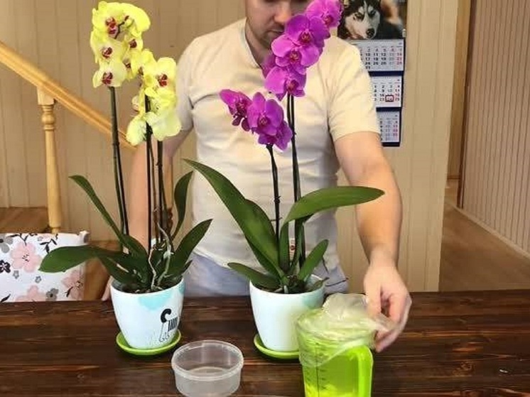Эксперт рассказал, как чеснок помогает орхидеям