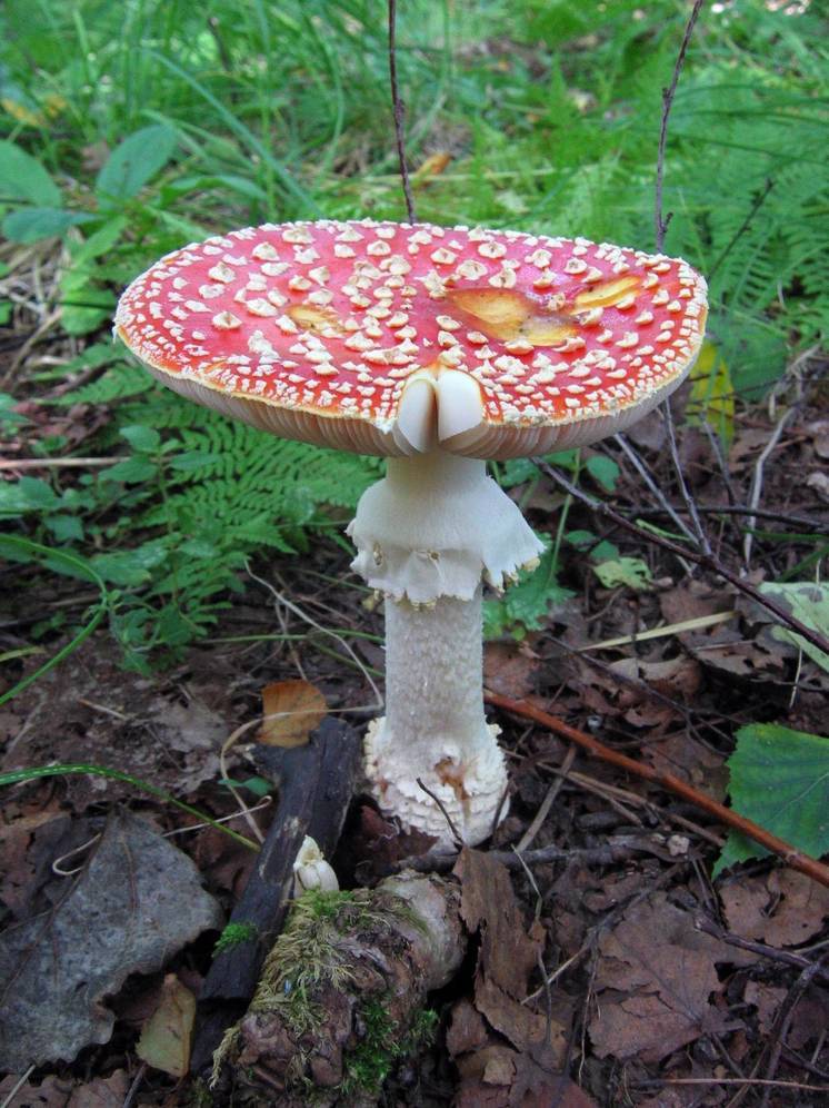 В Красногорске наркоконтроль ворвался на мухоморное пати