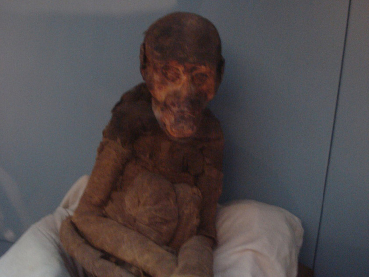 Загадочные мумии бабуинов пролили свет на историю Древнего Египта