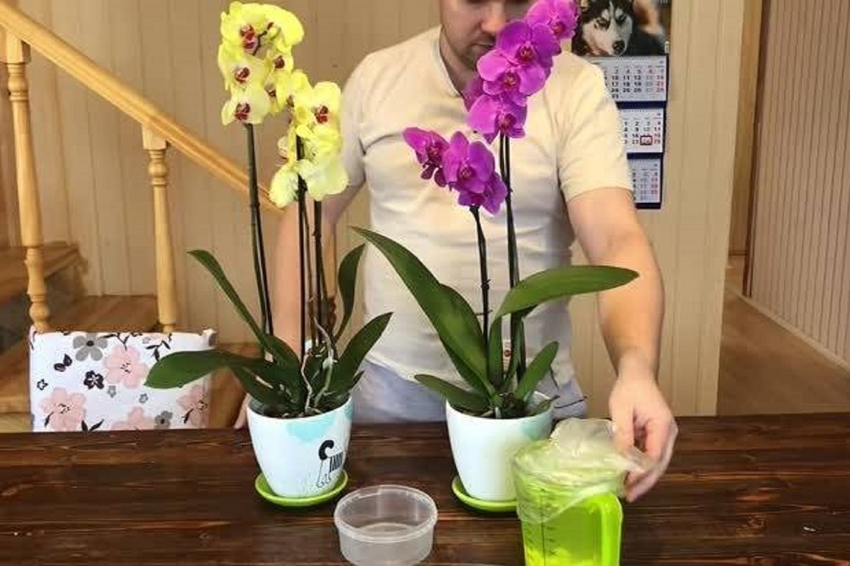 Эксперт рассказал, как чеснок помогает орхидеям