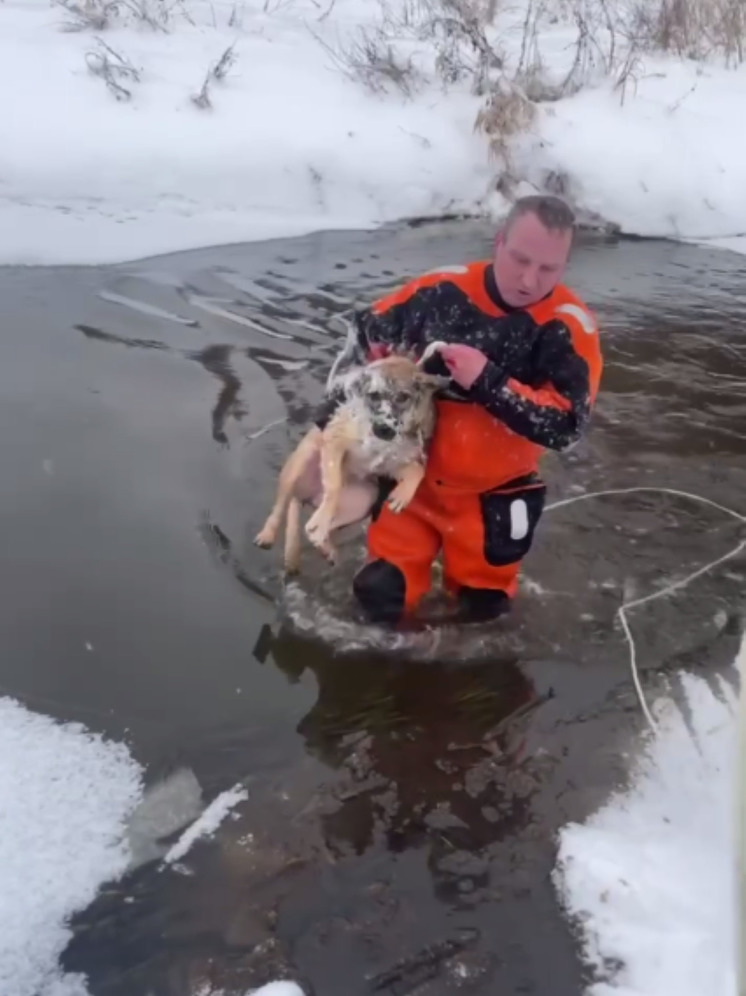 Спасатели в Павловском Посаде вытащили провалившуюся под лед собаку