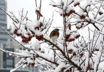 Выяснилось, какие птицы чаще всего зимуют в Московской области
