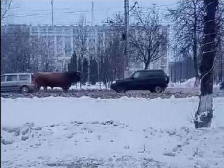 «Погоню за зубром» запечатлели на одной из улиц Орла