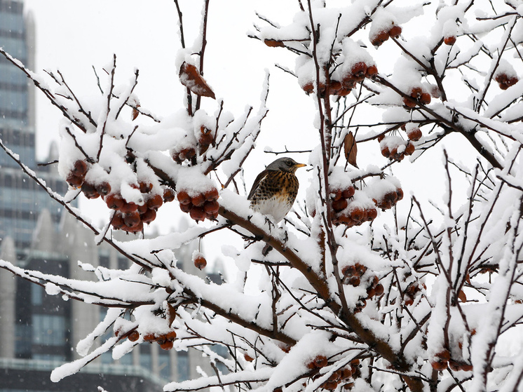 Выяснилось, какие птицы чаще всего зимуют в Московской области