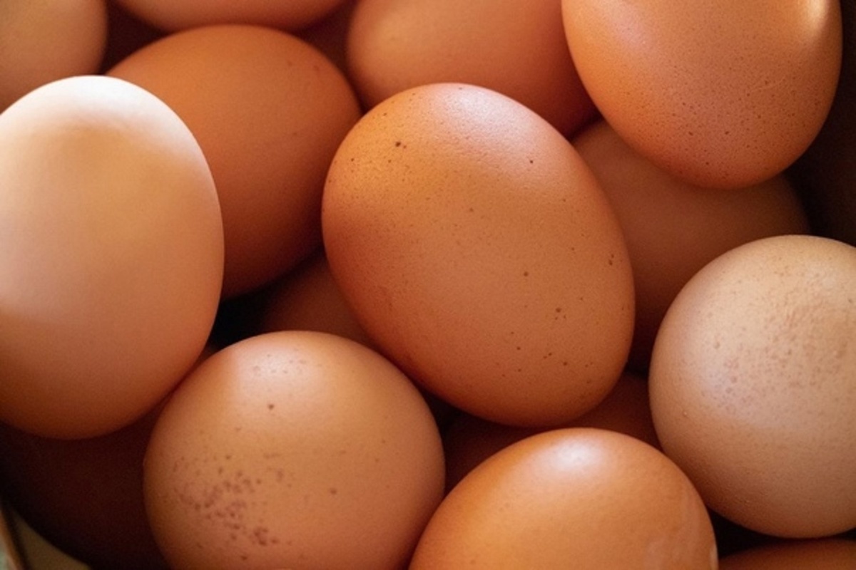 Генпрокуратура заинтересовалась стремительным ростом цен на куриные яйца в Костроме