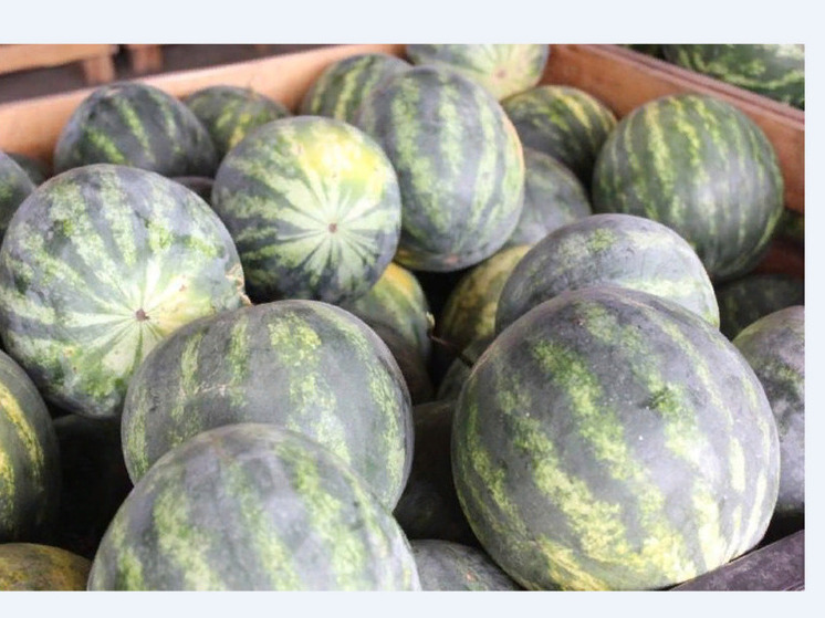 На Ставрополье урожайность бахчи увеличилась на 26%