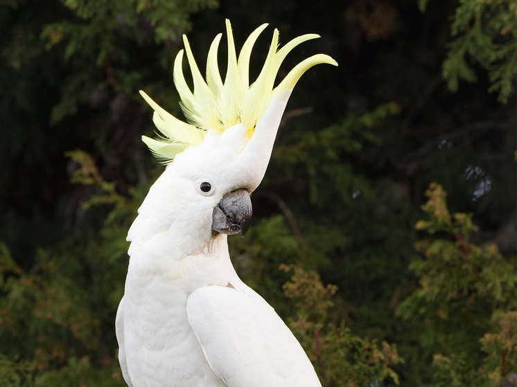 A Muscovite stole a parrot worth a quarter of a million rubles