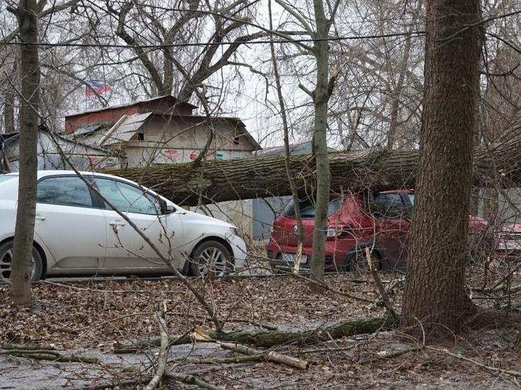 В Ростове-на-Дону на Ленина дерево упало на автомобиль