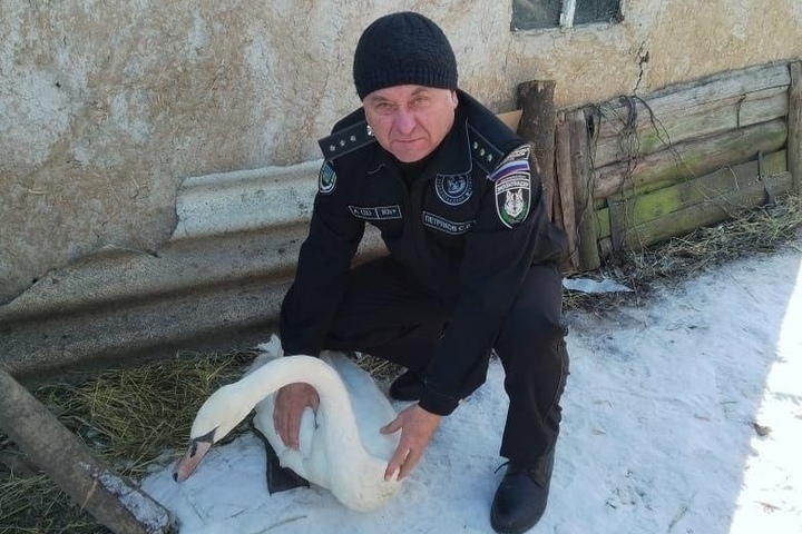 В Белгородской области экологи помогли слепому на один глаз лебедю