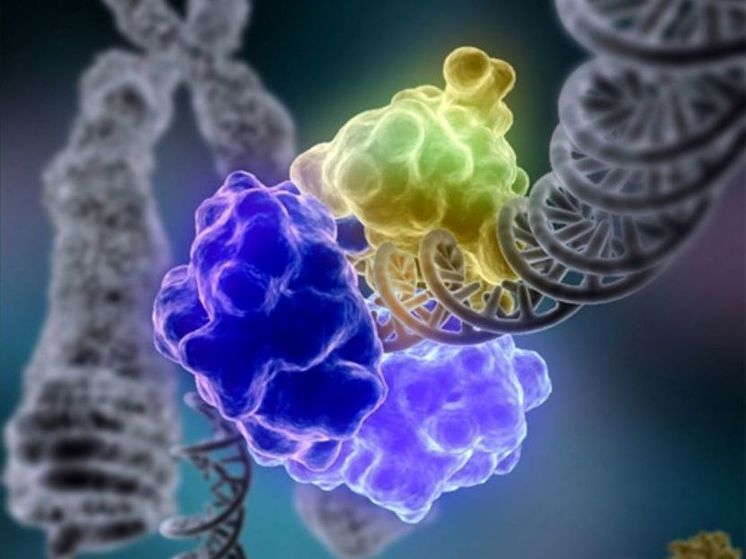 Ученые выявили связь между количеством детей и продолжительностью жизни