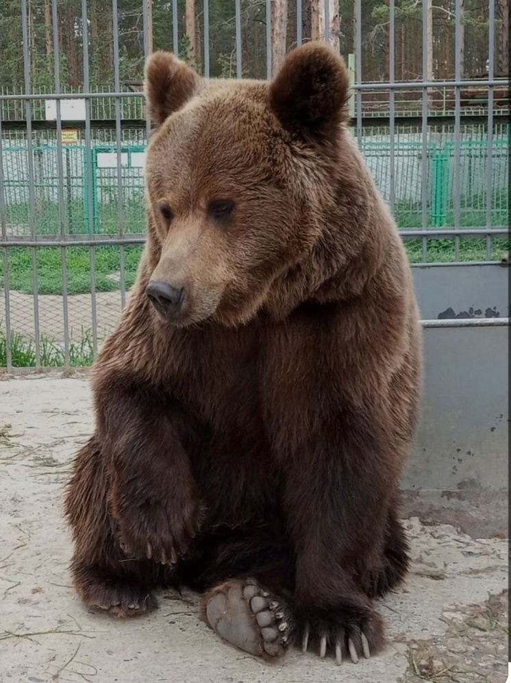 Медведи Этномузея в Улан-Удэ впали в спячку