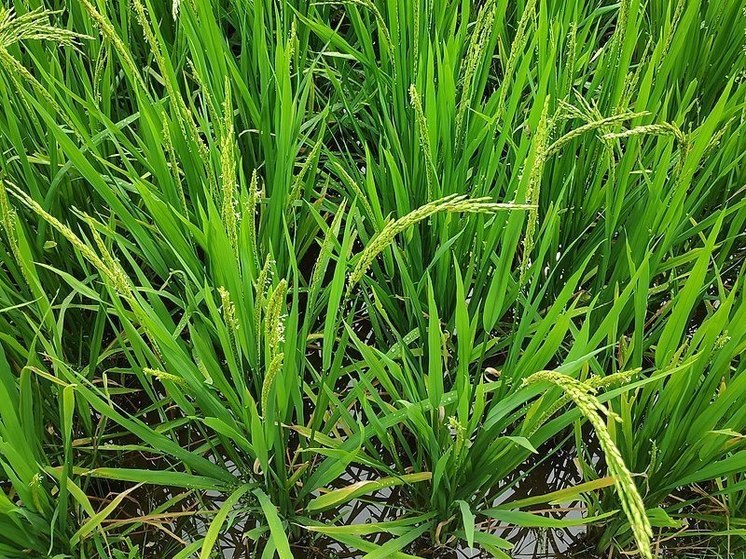 Синьхуа: археологи нашли в Китае пятитысячелетнее рисовое поле