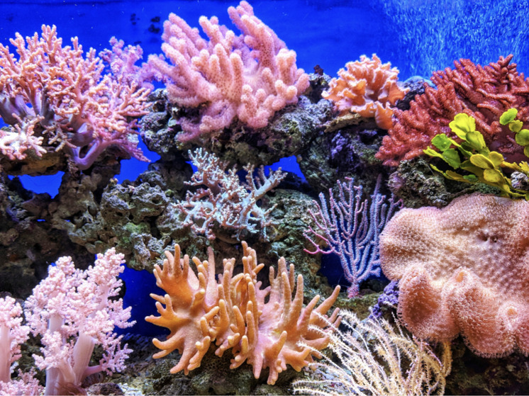Названа причина грядущего беспрецедентного обесцвечивания кораллов