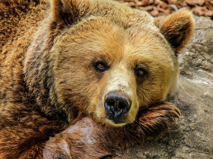 Медведь напал на мужчину на популярной туристической тропе - МК