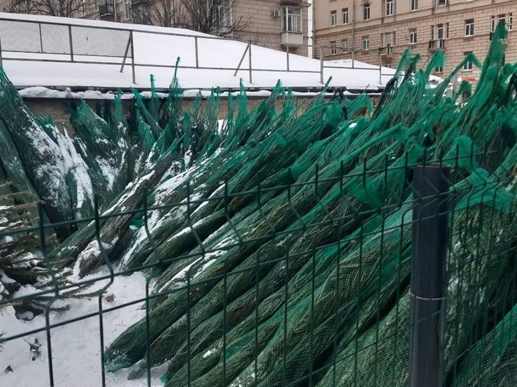 Калининградцев начали обманывать при покупке елок