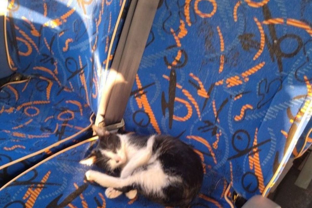 В Люберцах водитель спас котенка из-под колес автобуса