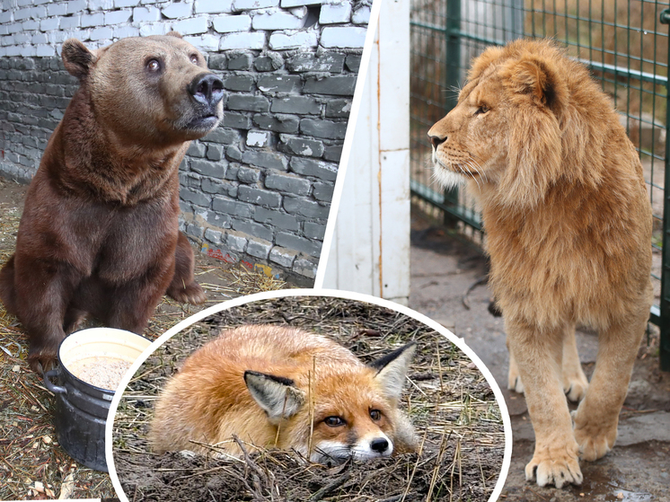  Волгоградские зоозащитники спасают от гибели домашних и диких животных