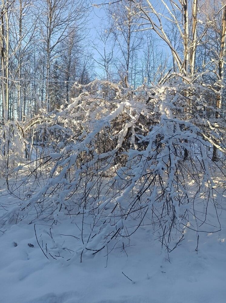Снегопады и плохая видимость добавятся к аномальным морозам в Карелии