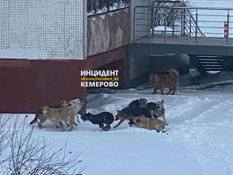 Стая собак держит в страхе Ленинский район Кемерова