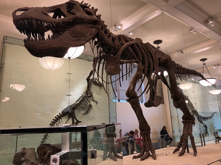 Последняя трапеза: впервые ученые раскрыли содержимое желудка «разборчивого» тираннозавра