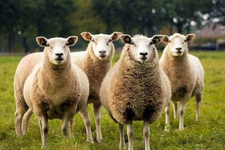 Орловским полицейским удалось найти стадо овец