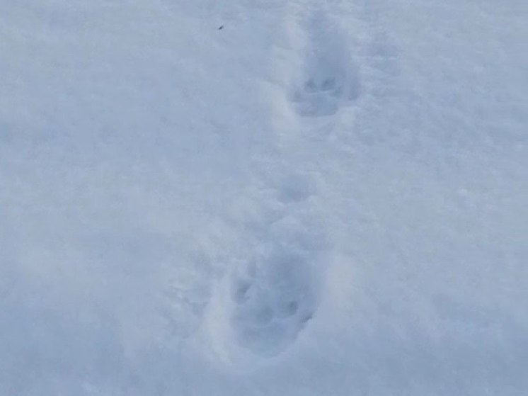 В Амурской области тигры стали заходить на территорию людей