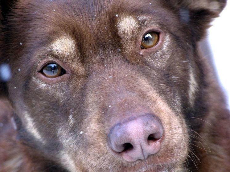 Спасатели Подмосковья освободили запертую в подвале бродячую собаку