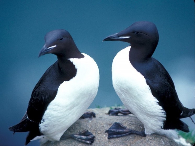 Ученый Алексей Ежов объяснил, почему кайру называют арктическим пингвином
