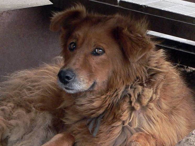 В Подмосковье пес не пустил хозяйку в дом, закрыв дверь на задвижку