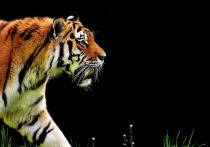 В Приморском крае амурский тигр загрыз собаку на глазах у ее хозяина