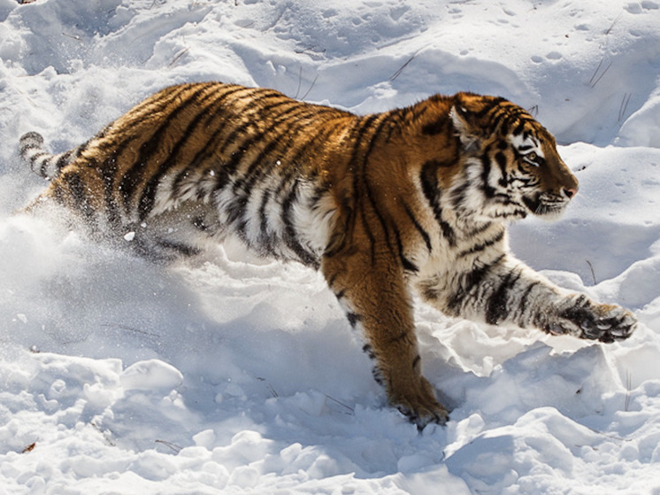 Тигр терроризирует жителей села Дмитриевка Приморского края