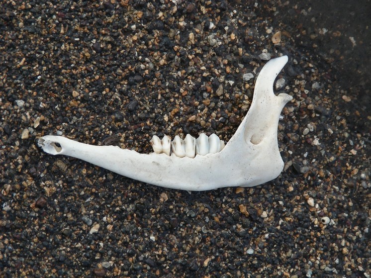 Отрубленные челюсти - найдены следы финнов в Поволжье