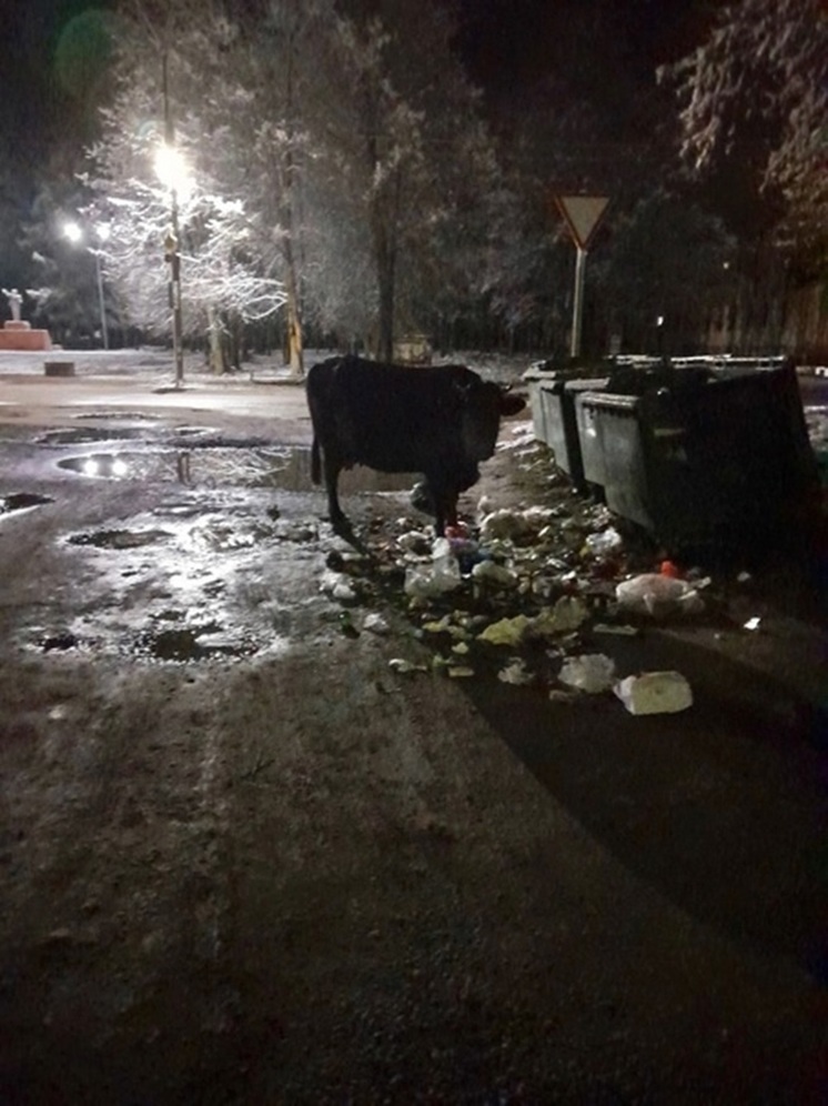 В Тверской области коровы и козы гуляют сами по себе и едят из мусорных баков
