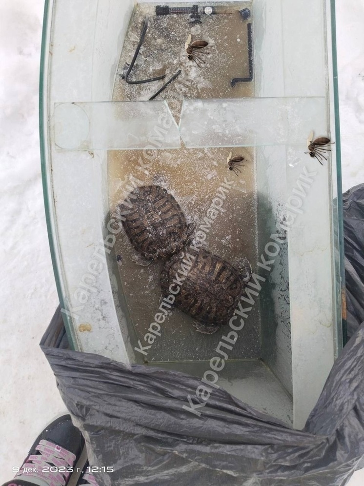 Живодеры заморозили двух черепах в Петрозаводске (18+)