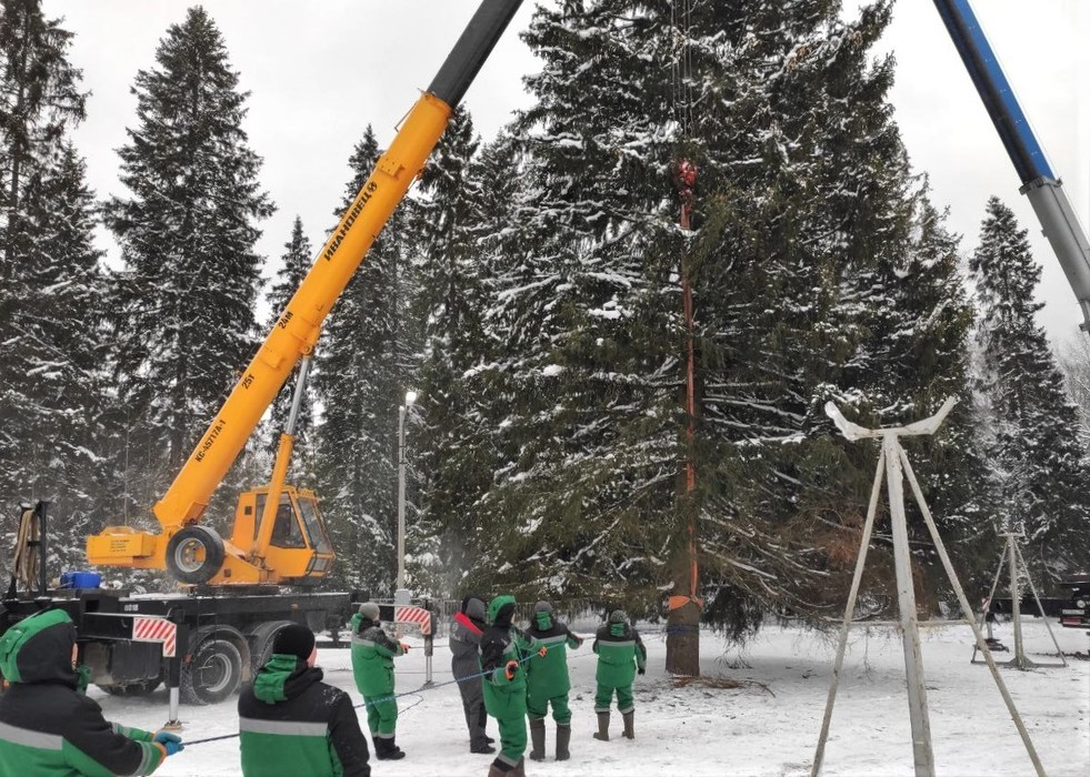 Главную елку страны спилили в Подмосковье