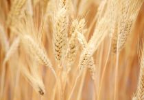 Правительство России решило временно запретить экспорт пшеницы твердых сортов