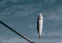 The Guardian сообщает, что эксперты оценивают под угрозой исчезновения почти четверть всех пресноводных рыб в мире из-за глобального потепления, загрязнения и чрезмерного вылова
