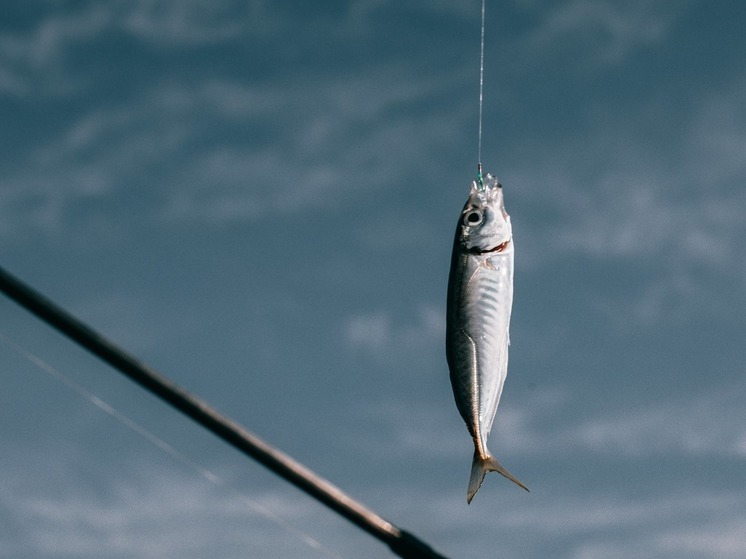 The Guardian: A quarter of the world's freshwater fish are at risk of extinction