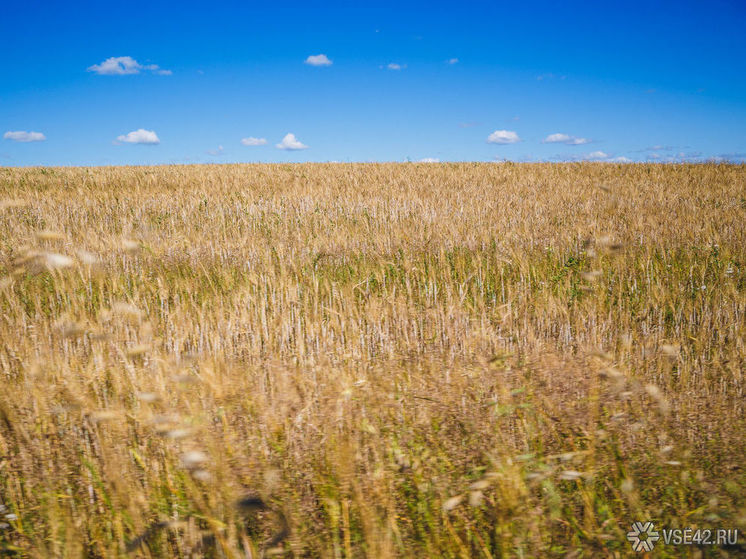 Объемы экспорта зерна из Кузбасса за границу увеличились вдвое