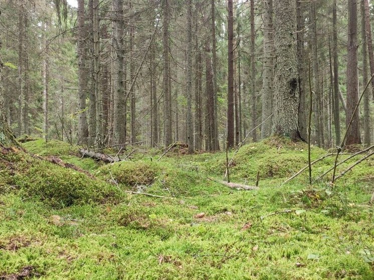 Жители Зеленогорска обратились к президенту ради спасения леса от вырубки