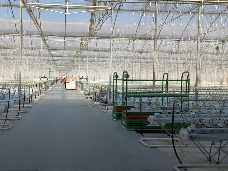 Новый вид господдержки получит тепличное овощеводство на Ставрополье