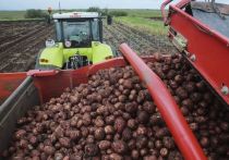 Производство картофеля в России по итогам 2023 года составит порядка 8,4 млн тонн, что является максимальным объемом за последние 30 лет