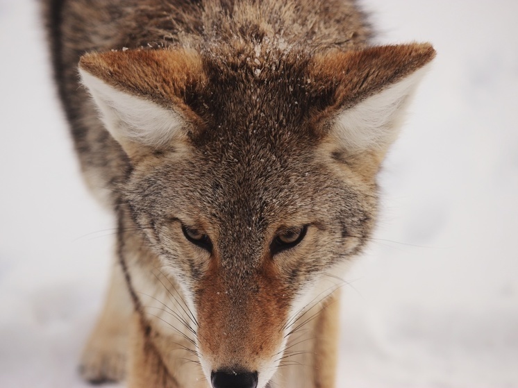 Волк спрятался от охотников в национальном парке Карелии