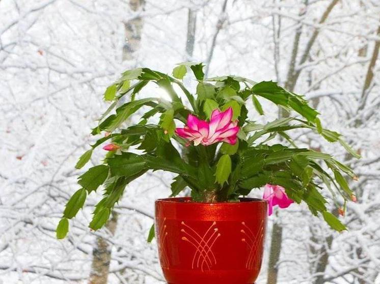 Эксперт назвал комнатные растения цветущие зимой
