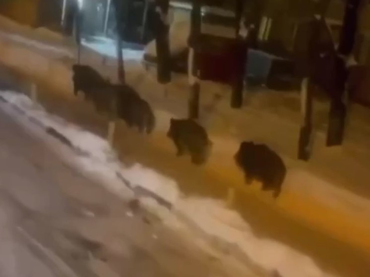 В подмосковные Мытищи на вечернюю охоту заглянуло стадо кабанов