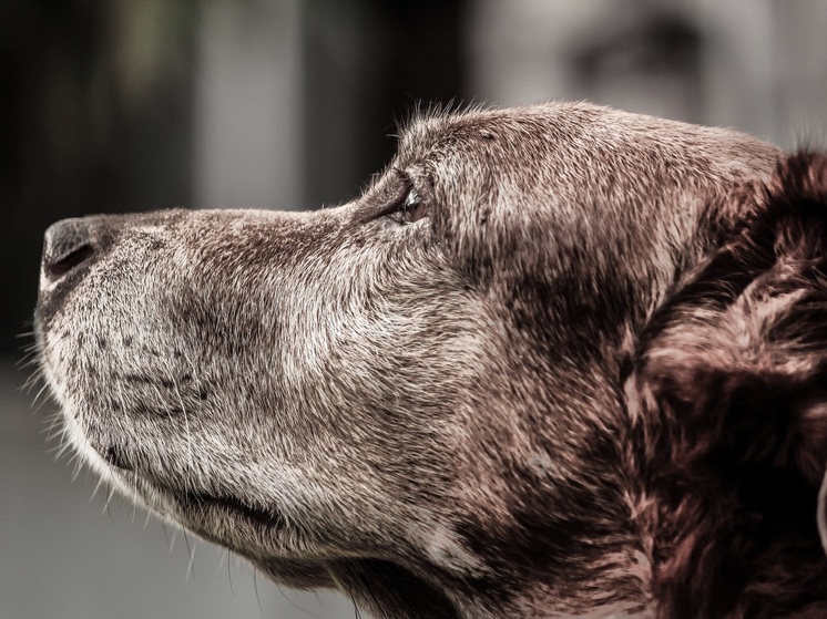 Власти Карелии выделили муниципалитетам деньги на безнадзорных животных