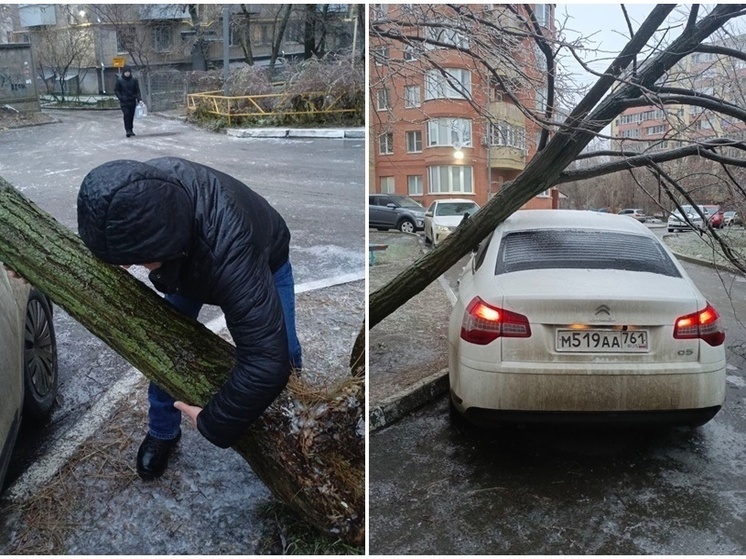 В Ростове водитель иномарки держал упавшее дерево до приезда спасателей