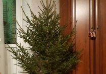 Все больше россиян стали нанимать декораторов для украшения своих домов к Новому году. В разы вырос спрос даже на дизайнеров елок, сообщает 78.ru.