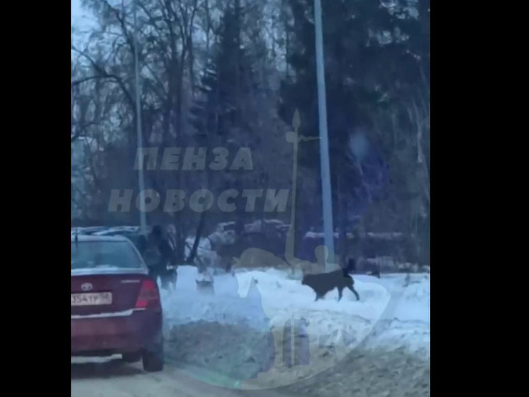 В Пензе стая собак набросилась на пенсионера